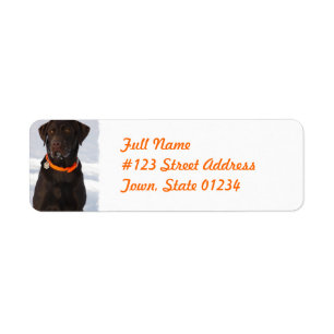 Etiket chocolade labrador Retriever