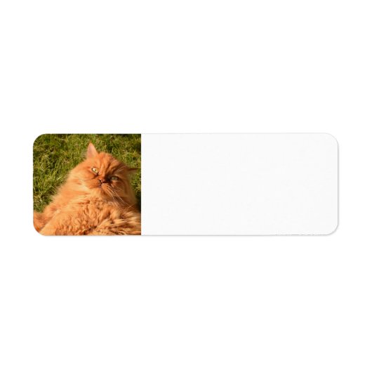 ETIKETTERS VOOR PERSIAN GINGER CAT-RETURN ADRES ETIKET (Voorkant)