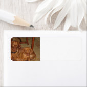 Étiquette 2 vizslas (En situation)