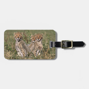 Étiquette À Bagage Afrique ; Kenya ; Masai Mara ; Trois bébés guépard