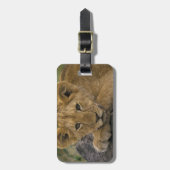 Étiquette À Bagage Afrique, Kenya. Portrait de lion. (Devant Vertical)