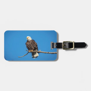 Étiquette À Bagage Aigle à tête blanche sur une branche d'arbre
