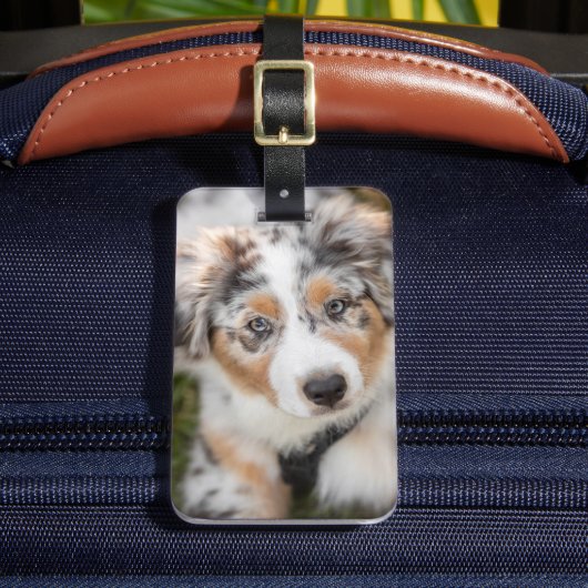 Étiquette À Bagage Animaux de bébés cutest | Australian Shepherd Pupp (Insitu Rectoal 2)