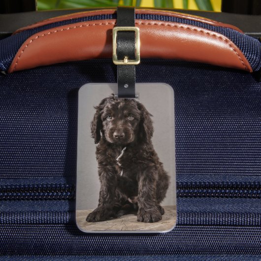 Étiquette À Bagage Animaux de bébés cutest | Cockapoo Puppy (Insitu Rectoal 2)