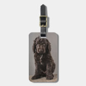 Étiquette À Bagage Animaux de bébés cutest | Cockapoo Puppy (Devant Vertical)