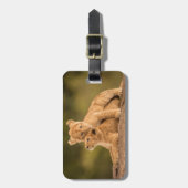 Étiquette À Bagage Animaux de bébés cutest | Deux Lions Cubs (Devant Vertical)