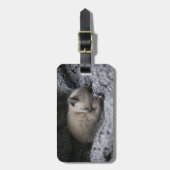 Étiquette À Bagage Animaux de bébés cutest | Tiny Kitten Dormir (Devant Vertical)