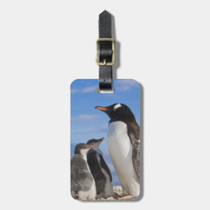 Étiquette À Bagage Antarctique, Anse Neko (Port). Manchot gentoo 2