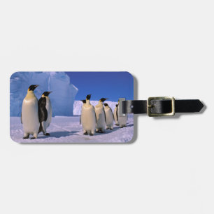 Étiquette À Bagage Antarctique, Territoire antarctique australien, 7