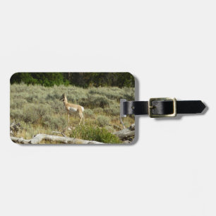 Étiquette À Bagage Antilocapre dans le parc national de Grand Teton