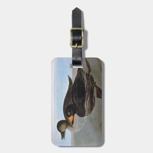 Étiquette À Bagage Audubon : Macreuse noire (Devant Vertical)