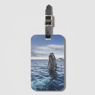 Étiquette À Bagage Baie d'espoir de Spyhops de baleine de bosse,