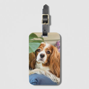 Étiquette À Bagage Balise de bagage King Charles Cavalier