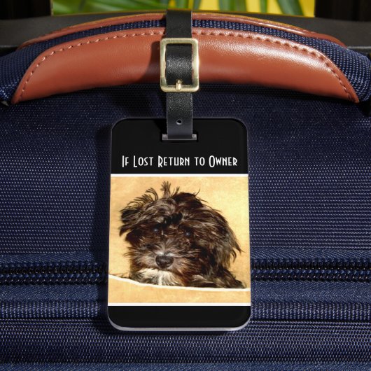 Étiquette À Bagage Balise de bagage pour chien Schnoodle (Insitu Rectoal 2)