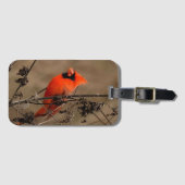 Étiquette À Bagage Beau Cardinal du Nord  (Devant Horizontal)