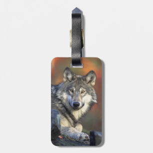 Étiquette À Bagage Beau loup