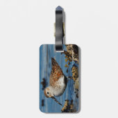 Étiquette À Bagage Beau Sandpiper Dunlin à Spring Beach (Dos Vertical)