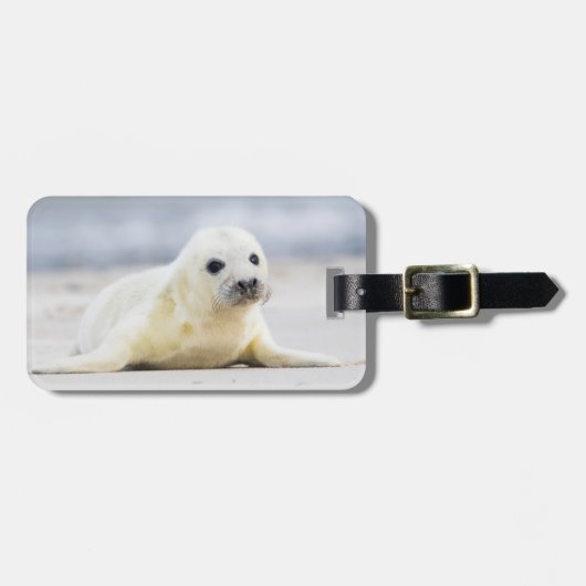 Étiquette À Bagage Bébé phoque des images | de Getty (Devant horizontal)