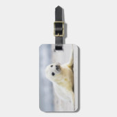 Étiquette À Bagage Bébé phoque des images | de Getty (Devant Vertical)