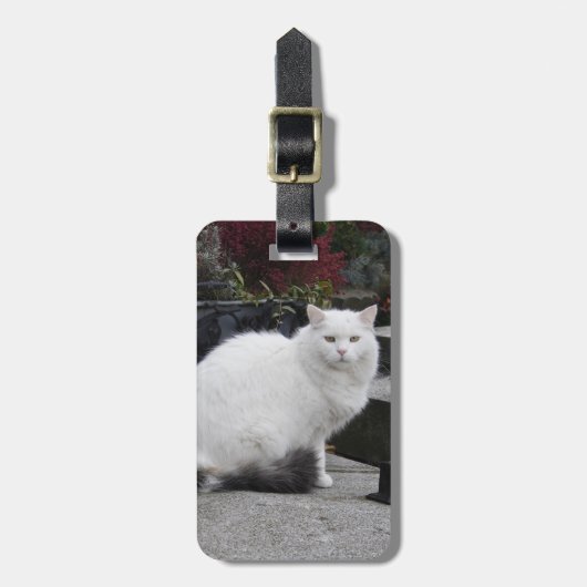 Étiquette À Bagage Belle Chat Blanc Sur Une Grave (Devant Vertical)