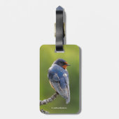 Étiquette À Bagage Belle hirondelle de grange sur une branche (Dos Vertical)