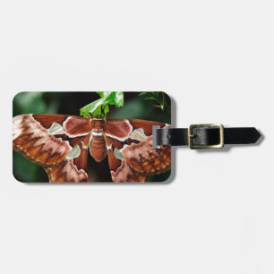 Étiquette À Bagage Belle Moth Atlas