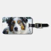 Étiquette À Bagage Berger américain miniature bleu merle (Devant horizontal)