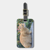 Étiquette À Bagage Big Red Tabby (Devant Vertical)