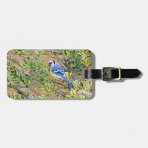 Étiquette À Bagage Blue Jay sur Southern Wax Myrtle