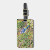 Étiquette À Bagage Blue Jay sur Southern Wax Myrtle (Devant Vertical)