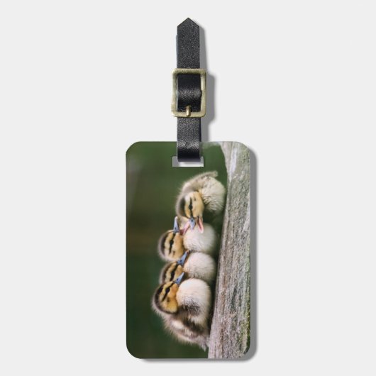 Étiquette À Bagage Canards de bébé (Devant Vertical)