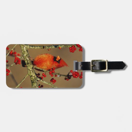 Étiquette À Bagage Cardinal du Nord perché, IL (Devant horizontal)