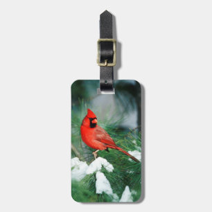 Étiquette À Bagage Cardinal rouge mâle sur un arbre, IL