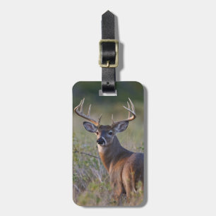 Étiquette À Bagage cerf de Virginie Odocoileus virginianus