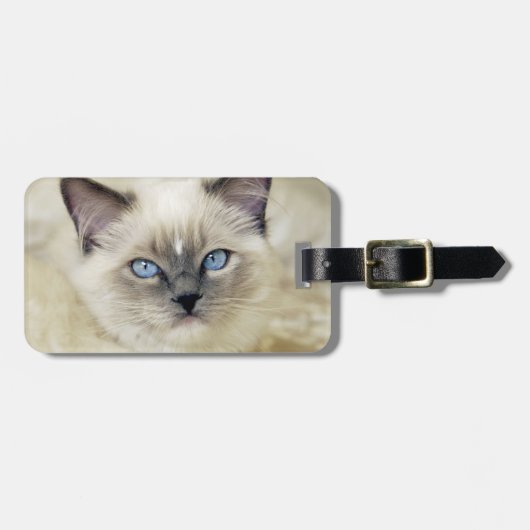 Étiquette À Bagage chaton Ragdoll (Devant horizontal)