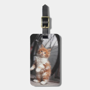 Étiquette À Bagage Chaton tigré orange