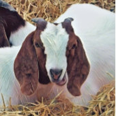 ÉTIQUETTE À BAGAGE CHÈQUE CUTE