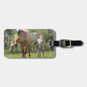 Étiquette À Bagage Cheval de Przewalski et poulain marchant