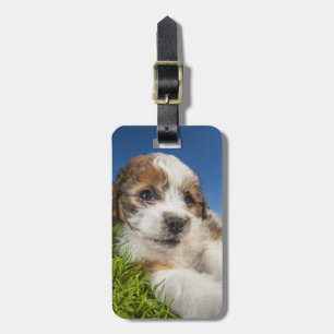 Étiquette À Bagage Chien de chiot mou (Shitzu)