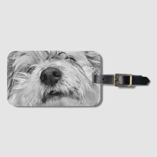 Étiquette À Bagage Chien de Coton de Tulear (Devant Horizontal)