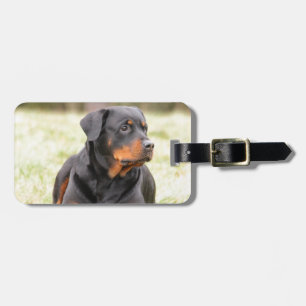 Étiquette À Bagage Chien Rottweiler