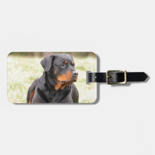 Étiquette À Bagage Chien Rottweiler (Devant horizontal)