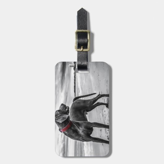 Étiquette À Bagage Chien Weimaraner (Devant Vertical)