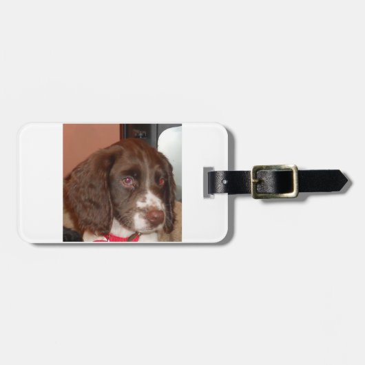 Étiquette À Bagage Chiot de lw d'English_Springer_Spaniel (Devant horizontal)