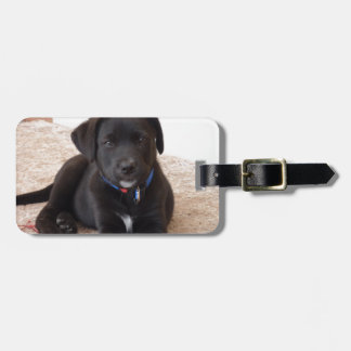 Étiquette À Bagage Chiot de récupération Black Labrador