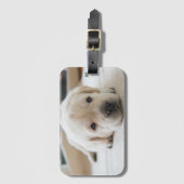 Étiquette À Bagage Chiot doré du Labrador (Devant Vertical)