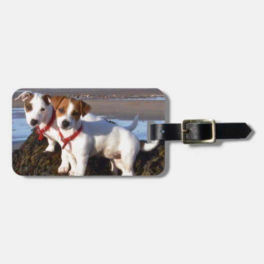 Étiquette À Bagage Chiots de Jack Russell (Devant horizontal)