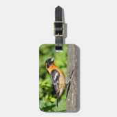 Étiquette À Bagage Closeup d'un beau Grosbeak à tête noire (Devant Vertical)