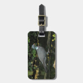 Étiquette À Bagage Columba palumbus (Devant Vertical)