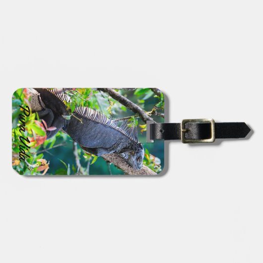 Étiquette À Bagage Costa Rica, Muelle - Lazy Iguana reposant dans un  (Devant horizontal)
